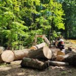Tree Cutting