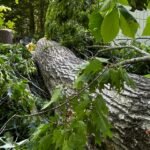 Tree Trimming